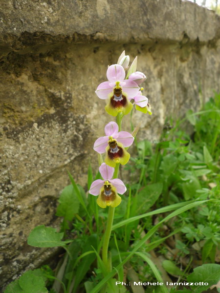 Ophrys tenthredinifera